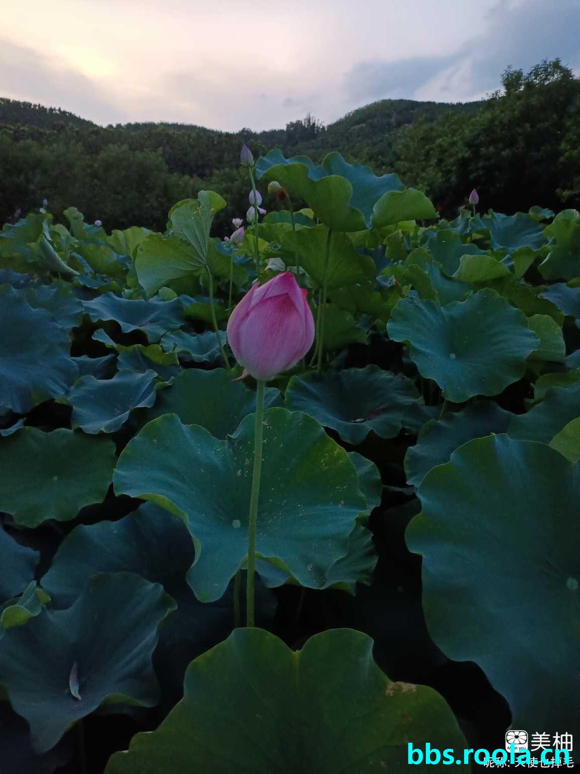 20110.jpg